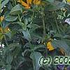 Coreopsis integrifolia