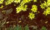 Coreopsis verticillata 'Moonbeam', habit