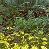 Coreopsis verticillata 'Moonbeam', habit