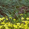 Coreopsis verticillata 'Moonbeam', habit
