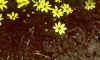 Coreopsis verticillata 'Moonbeam', habit