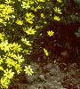 Coreopsis verticillata 'Moonbeam', habit