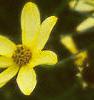Coreopsis verticillata 'Moonbeam', flowers