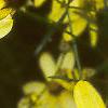 Coreopsis verticillata 'Moonbeam', flowers
