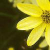 Coreopsis verticillata 'Moonbeam', flowers
