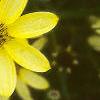 Coreopsis verticillata 'Moonbeam', flowers