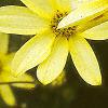 Coreopsis verticillata 'Moonbeam', flowers