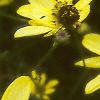 Coreopsis verticillata 'Moonbeam', flowers