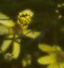 Coreopsis verticillata 'Moonbeam', flowers