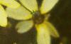 Coreopsis verticillata 'Moonbeam', flowers
