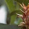 Cynara cardunculus, flowers