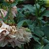Dahlia 'Cafe au Lait', habit