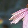 Echinacea purpurea, flowers