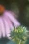 Echinacea purpurea, flowers