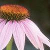 Echinacea purpurea, flowers
