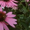 Echinacea purpurea, flowers