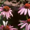 Echinacea purpurea, flowers