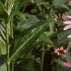Echinacea purpurea, flowers
