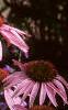 Echinacea purpurea, flowers