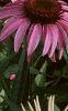 Echinacea purpurea, flowers