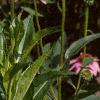 Echinacea purpurea, flowers