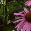 Echinacea purpurea, flowers