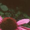 Echinacea purpurea, flowers