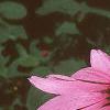 Echinacea purpurea, flowers
