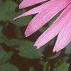 Echinacea purpurea, flowers