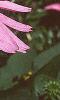 Echinacea purpurea, flowers