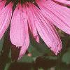 Echinacea purpurea, flowers