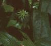 Echinacea purpurea, flowers