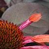 Echinacea 'Sunset' [PPAF]