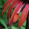 Echinacea 'Sunset' [PPAF]