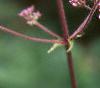 Eupatorium maculatum, flowers