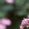 Eupatorium maculatum, flowers