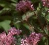 Eupatorium maculatum, flowers