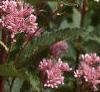 Eupatorium maculatum, flowers