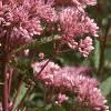 Eupatorium maculatum, flowers