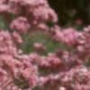 Eupatorium maculatum, flowers