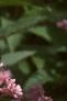 Eupatorium maculatum, flowers