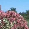 Eupatorium maculatum, flowers