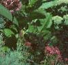 Eupatorium maculatum, flowers
