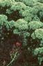 Eupatorium maculatum, flowers