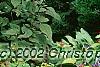 Eupatorium rugosum 'Chocolate'