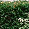 Eupatorium rugosum 'Chocolate'