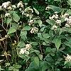 Eupatorium rugosum 'Chocolate'