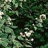 Eupatorium rugosum 'Chocolate'