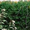 Eupatorium rugosum 'Chocolate'