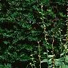 Eupatorium rugosum 'Chocolate'